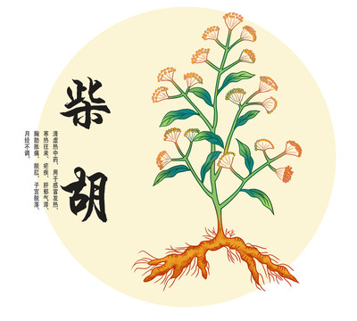 柴胡插畫