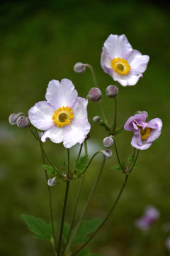 野棉花