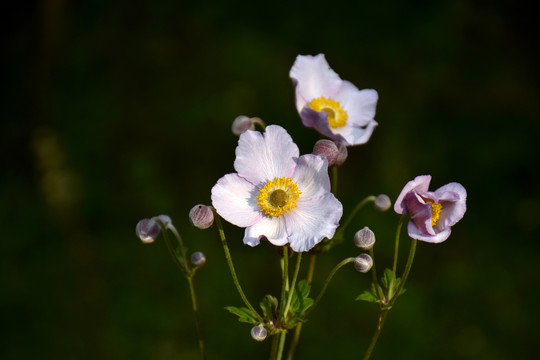 野棉花