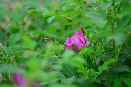 玫瑰花