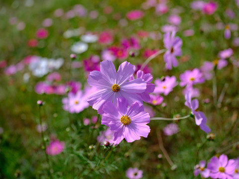 格桑花