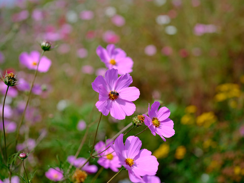 格桑花