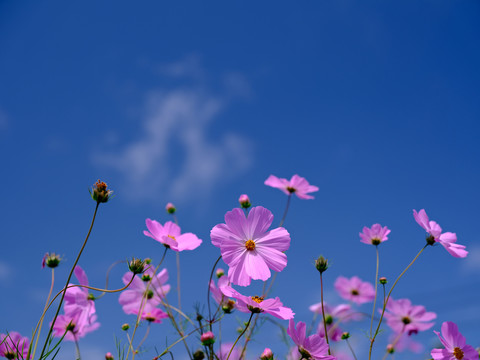 格桑花