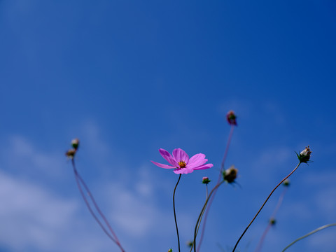 格桑花