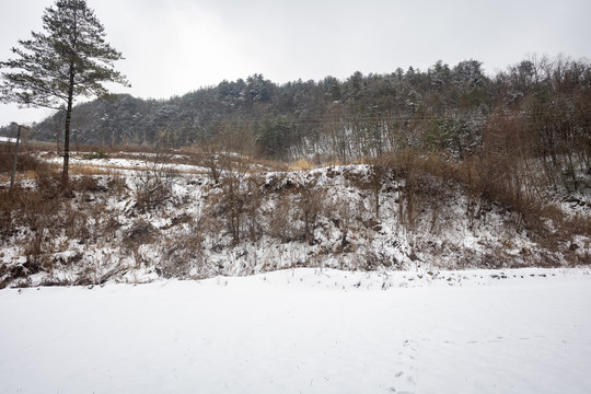 冬季农村大雪覆盖树木田园