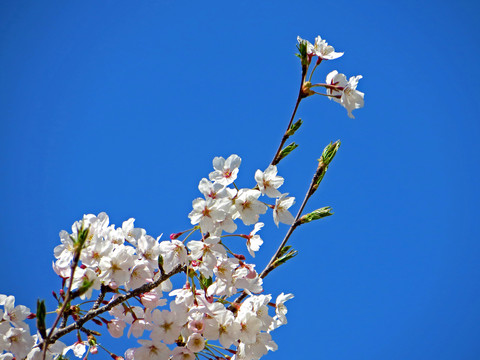 蓝天下的白色樱花
