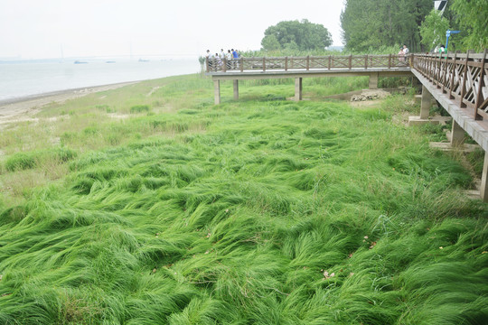 清新森系场景