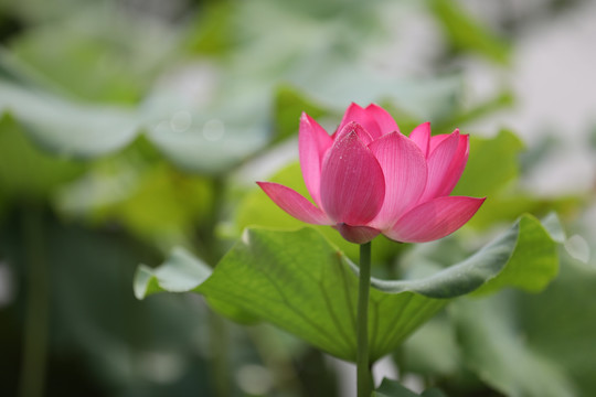 高清荷花摄影