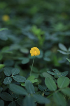 草地植被