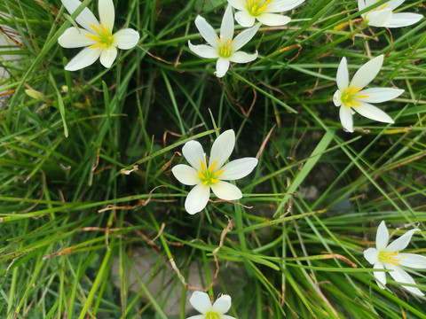 水仙花