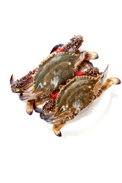 野生梭子蟹