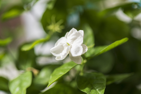 茉莉花