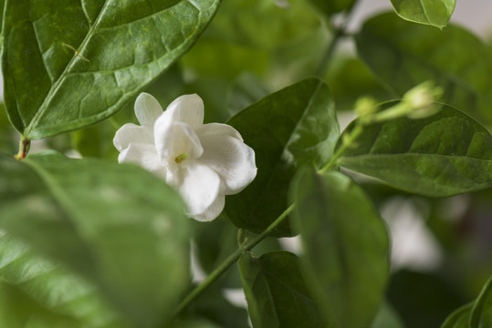 茉莉花特写