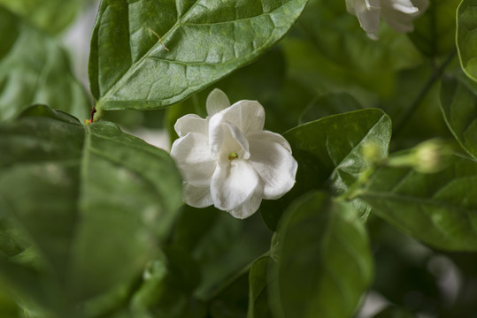 茉莉鲜花