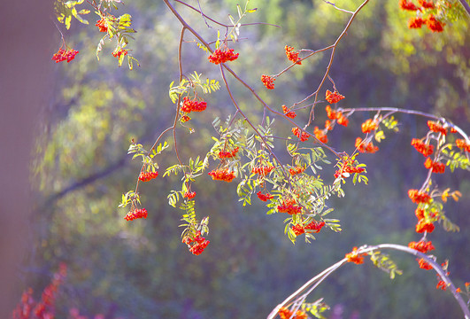 花楸树