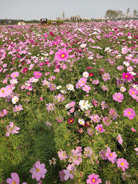 格桑花秋英波斯菊花海