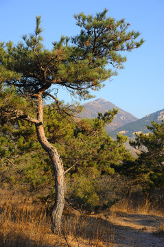 松树