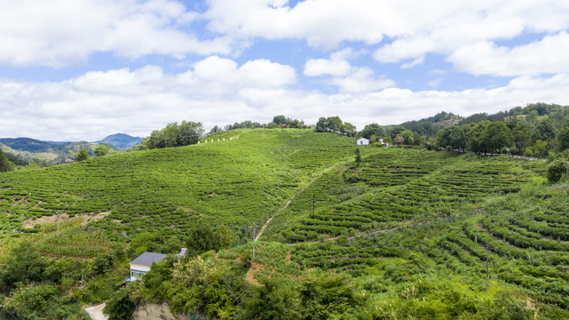 洛河茶场