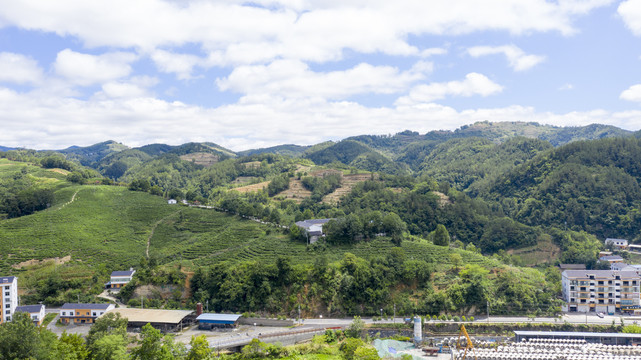 洛河茶场三