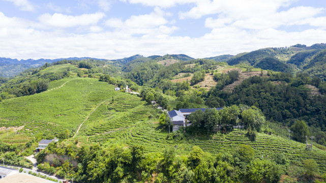 洛河茶场五