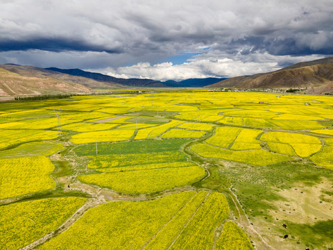 西藏拉孜县锡钦乡油菜花航拍