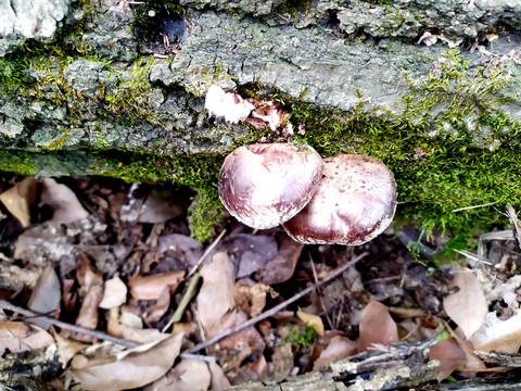 野生花菇