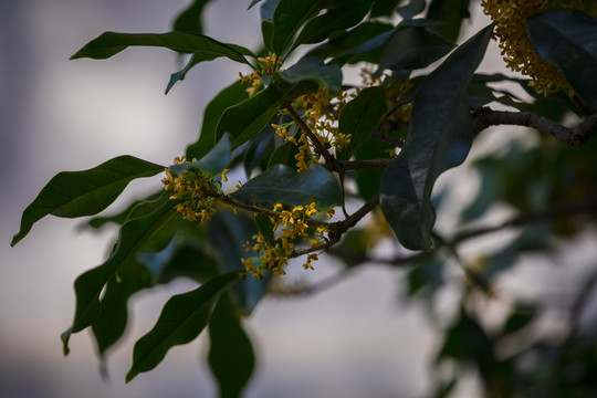 桂花