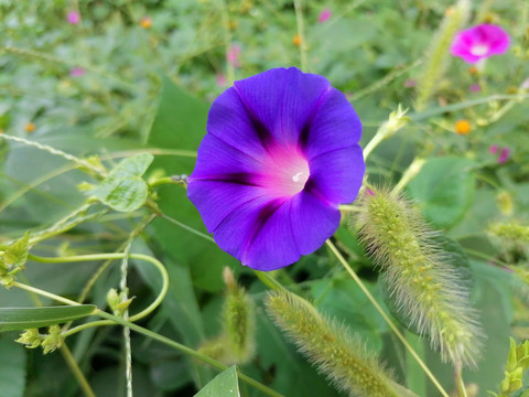 牵牛花