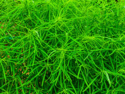掃帚菜