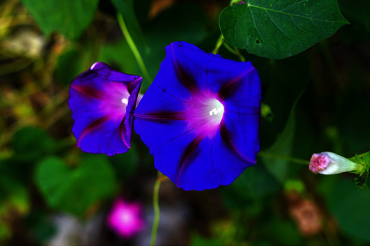 喇叭花