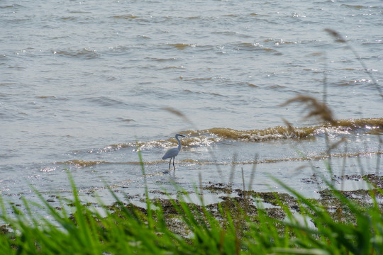 长江滩涂湿地