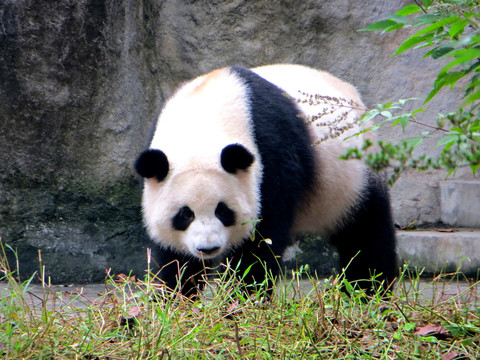 成年大熊猫