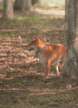 柴犬先生