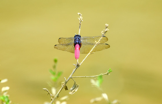 红蜻蜓