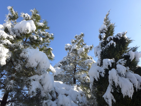 雪景