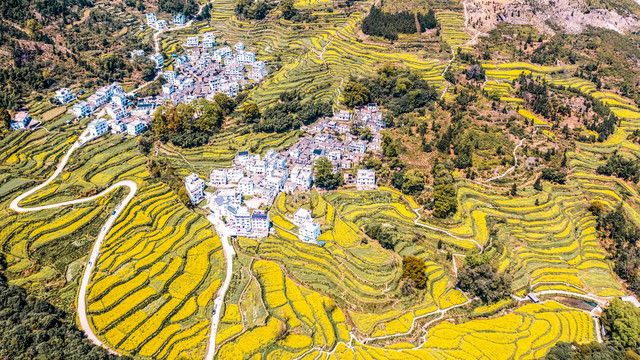 婺源江岭油菜花航拍