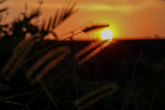 夕阳下的狗尾巴草