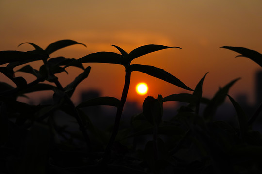 小草与夕阳