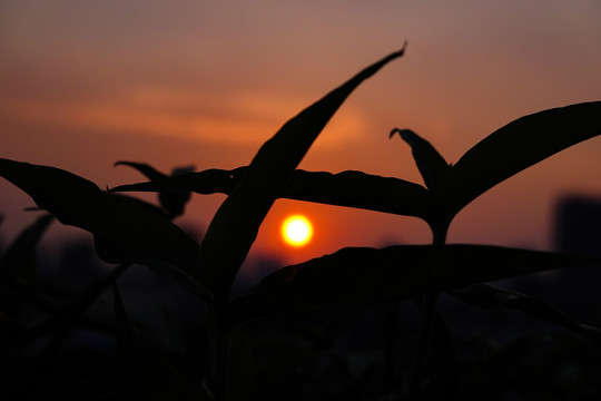 夕阳美景