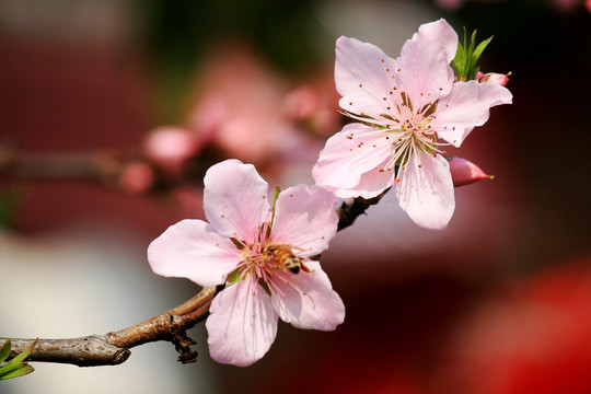 桃花枝