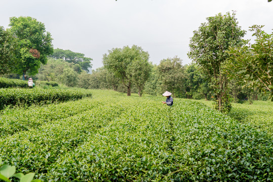 茶场