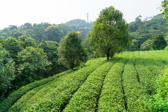 茶场