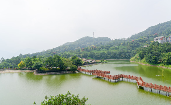 茶山茶场