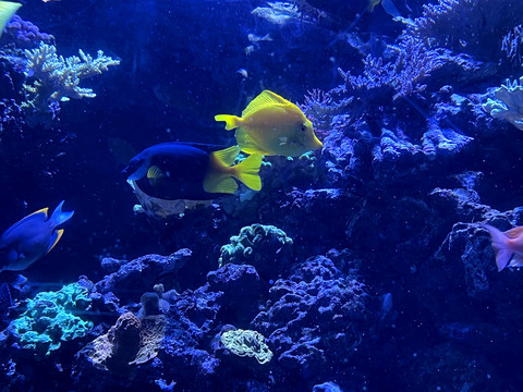 水族馆珊瑚礁