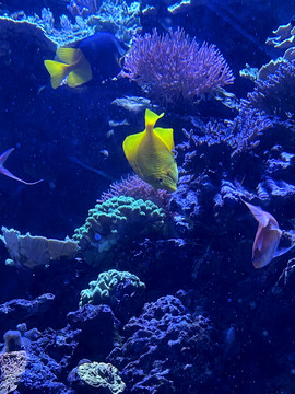 水族馆珊瑚礁