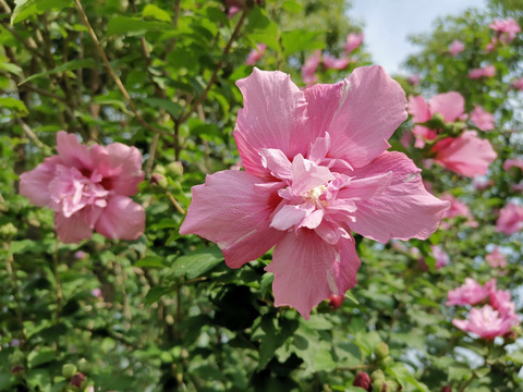 木槿花