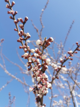 杏花花苞