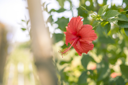 扶桑花