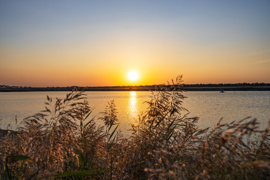 夕阳中摇曳的芦苇花