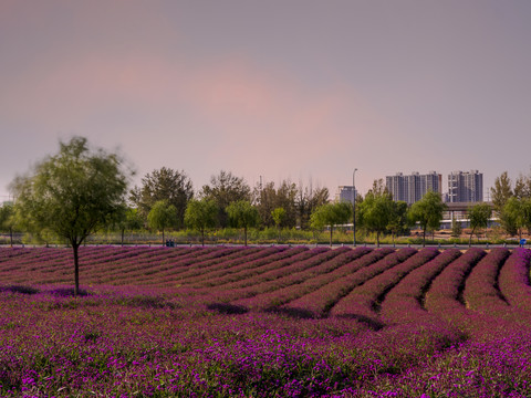 马鞭草花园